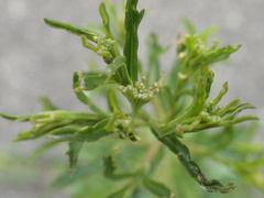 Erigeron sumatrensis