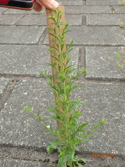 Erigeron sumatrensis