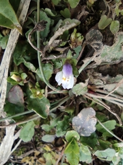 Mazus miquelii