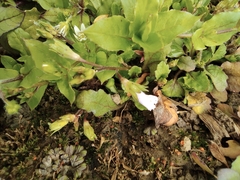 Mazus miquelii