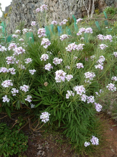 Erysimum bicolor