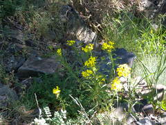 Erysimum nevadense collisparsum