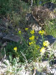 Erysimum nevadense collisparsum