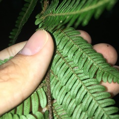 Alsophila loheri