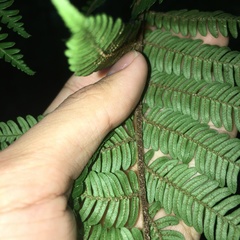 Alsophila loheri