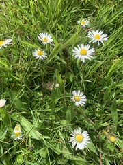 Bellis perennis
