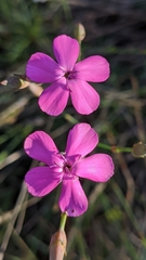 Dianthus pungens