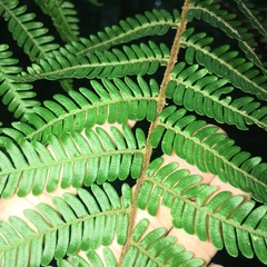 Alsophila loheri