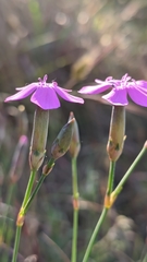 Dianthus pungens