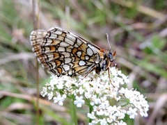 Melitaea parthenoides
