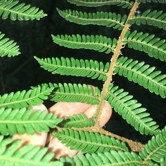 Alsophila loheri