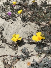 Eschscholzia californica maritima