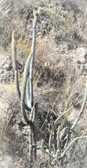 Cleistocactus buchtienii