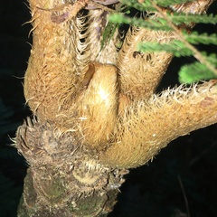 Alsophila loheri