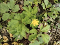 Ranunculus sieboldii