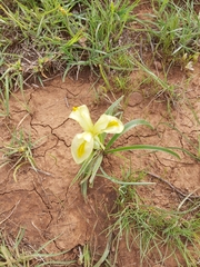 Iris caucasica