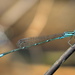 Azulilla de Estanque del Este - Photo (c) Lisa Brown, algunos derechos reservados (CC BY-NC)