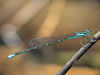 Stream Bluet - Photo (c) Lisa Brown, some rights reserved (CC BY-NC)