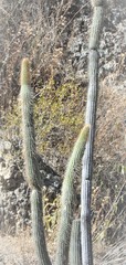Cleistocactus buchtienii