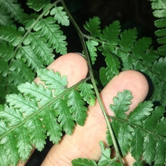 Diplazium kawakamii