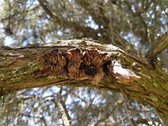 Lenzitopsis oxycedri