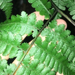 Diplazium kawakamii