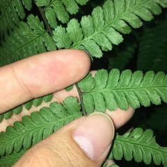 Diplazium kawakamii
