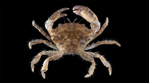 Flatback Mud Crab