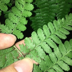 Diplazium kawakamii