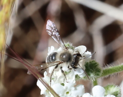 Andrena cryptanthae