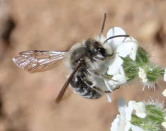 Andrena cryptanthae