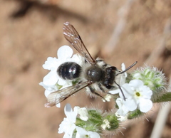 Andrena cryptanthae