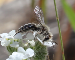 Andrena cryptanthae