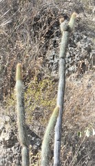 Cleistocactus buchtienii
