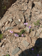 Malcolmia flexuosa