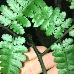 Diplazium kawakamii