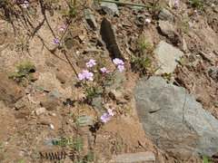 Malcolmia flexuosa