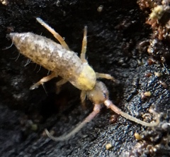 Pogonognathellus flavescens