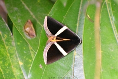 Fodina