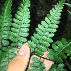Diplazium kawakamii