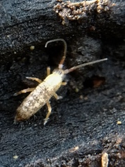 Pogonognathellus flavescens