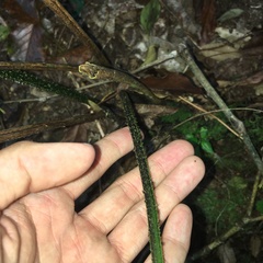 Diplazium kawakamii