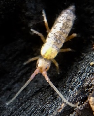 Pogonognathellus flavescens