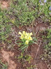 Iris caucasica