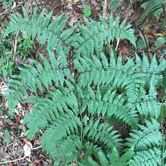 Diplazium kawakamii