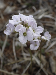 Cardamine trifida