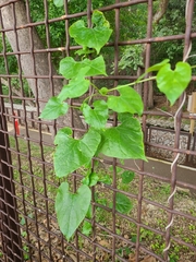 Cynanchum unifarium
