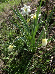 Narcissus × incomparabilis