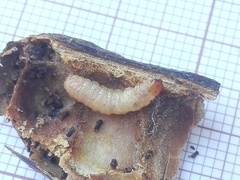 Ectomyelois ceratoniae