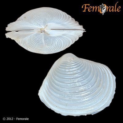 Harvella elegans
